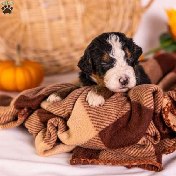 Genesis, Bernedoodle Puppy